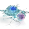 TRILLIUM THERAPEUTICS INC